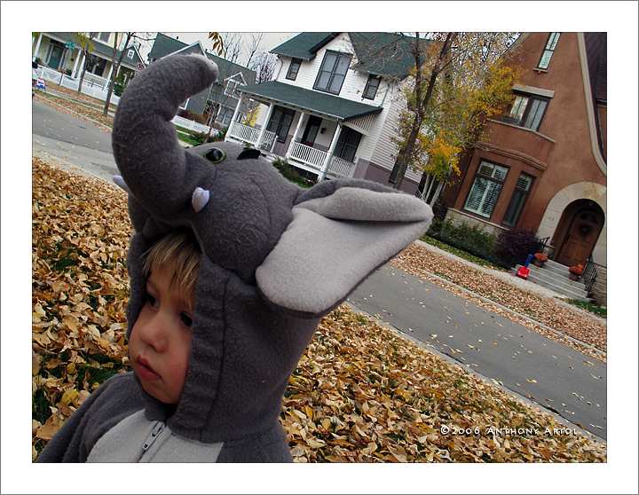 Little boy in elephant costume